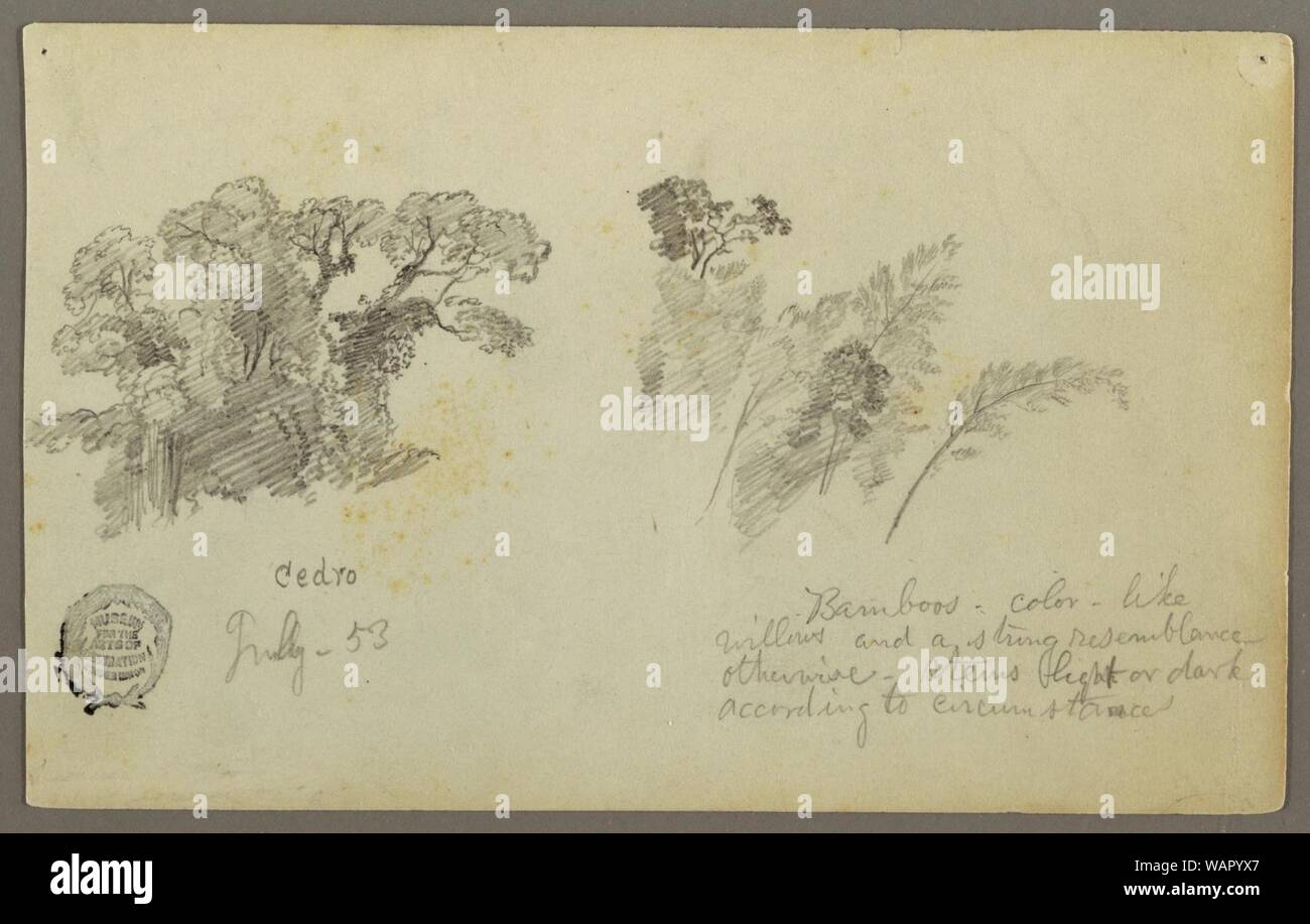 Zeichnung, botanische Studien aus Kolumbien, Juli 1853 Stockfoto