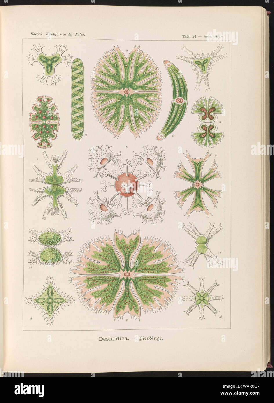Desmidiea. - Bierdinge Stockfoto