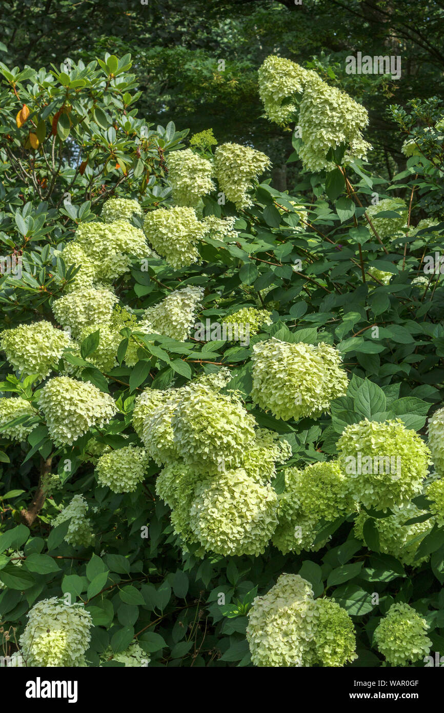 Gelb-grün Blütenrispen Hydrangea paniculata 'Limelight' Blüte in der RHS Garden, Wisley, Surrey, Südost England im Sommer Stockfoto