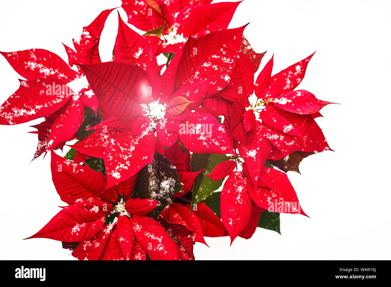 Schöne rote blume weihnachten -Fotos und -Bildmaterial in hoher Auflösung – Alamy