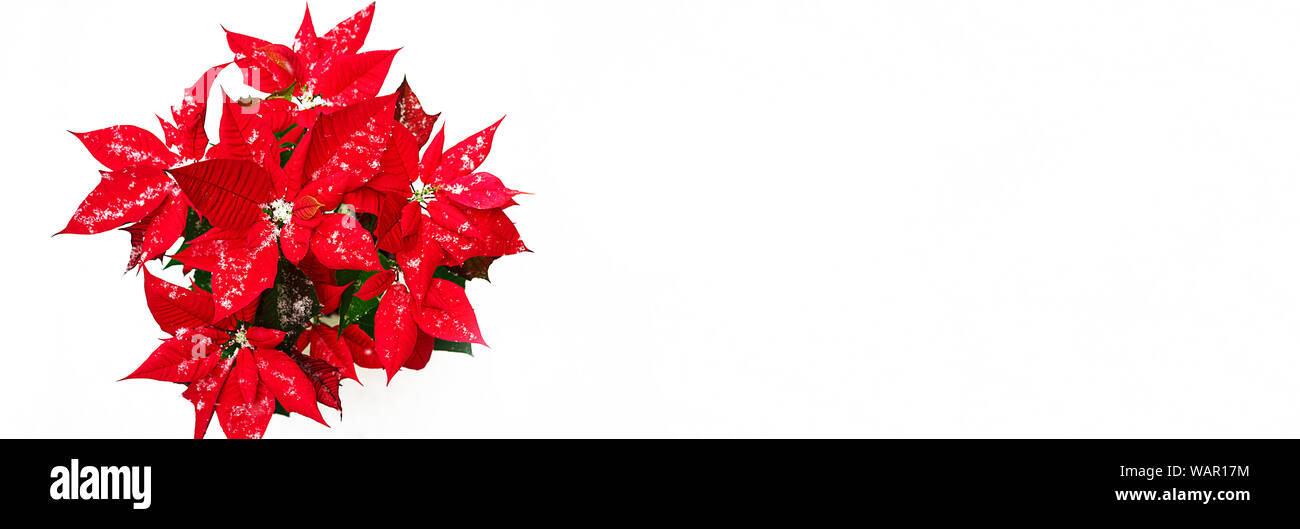 Weihnachten Weihnachtsstern Blume mit roten Blütenblättern und fallende Schneeflocken auf weißem Schnee Hintergrund. Stockfoto