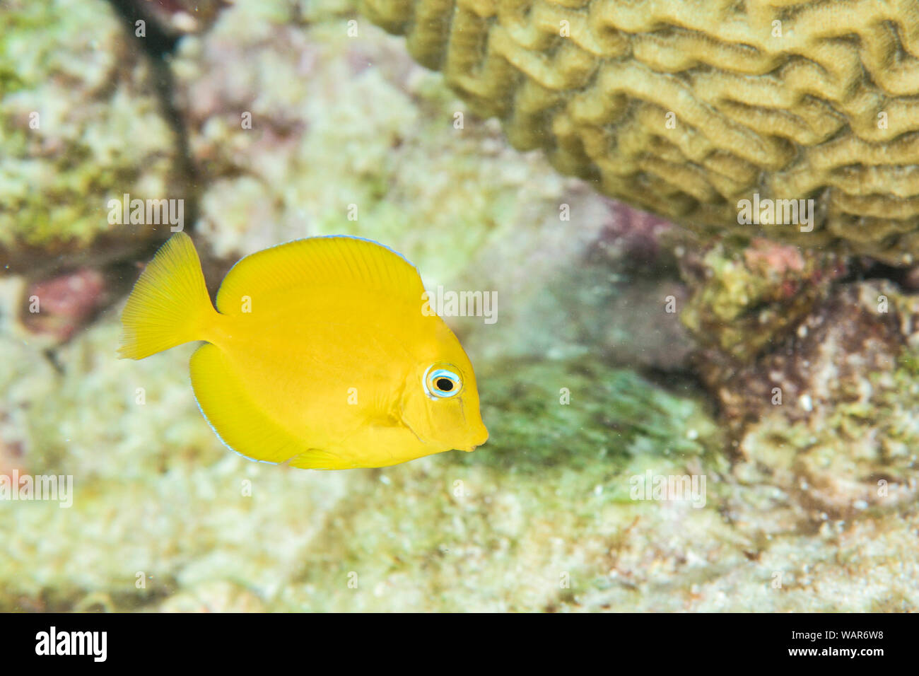 Juvenile atlantic Blue Tang Stockfoto