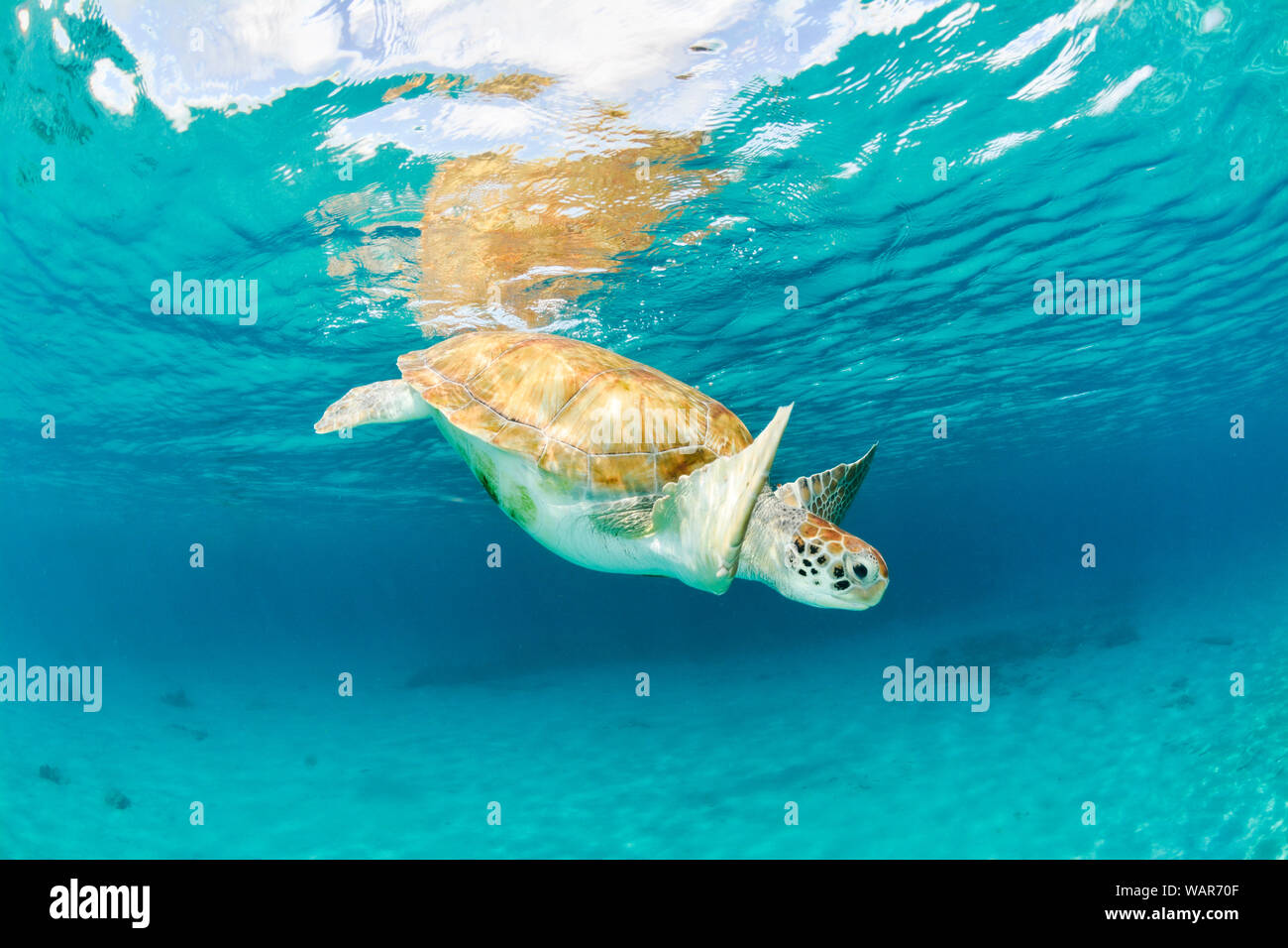 Sea Turtle Schwimmen nahe Dichtungsentferner mit Reflektion Stockfoto