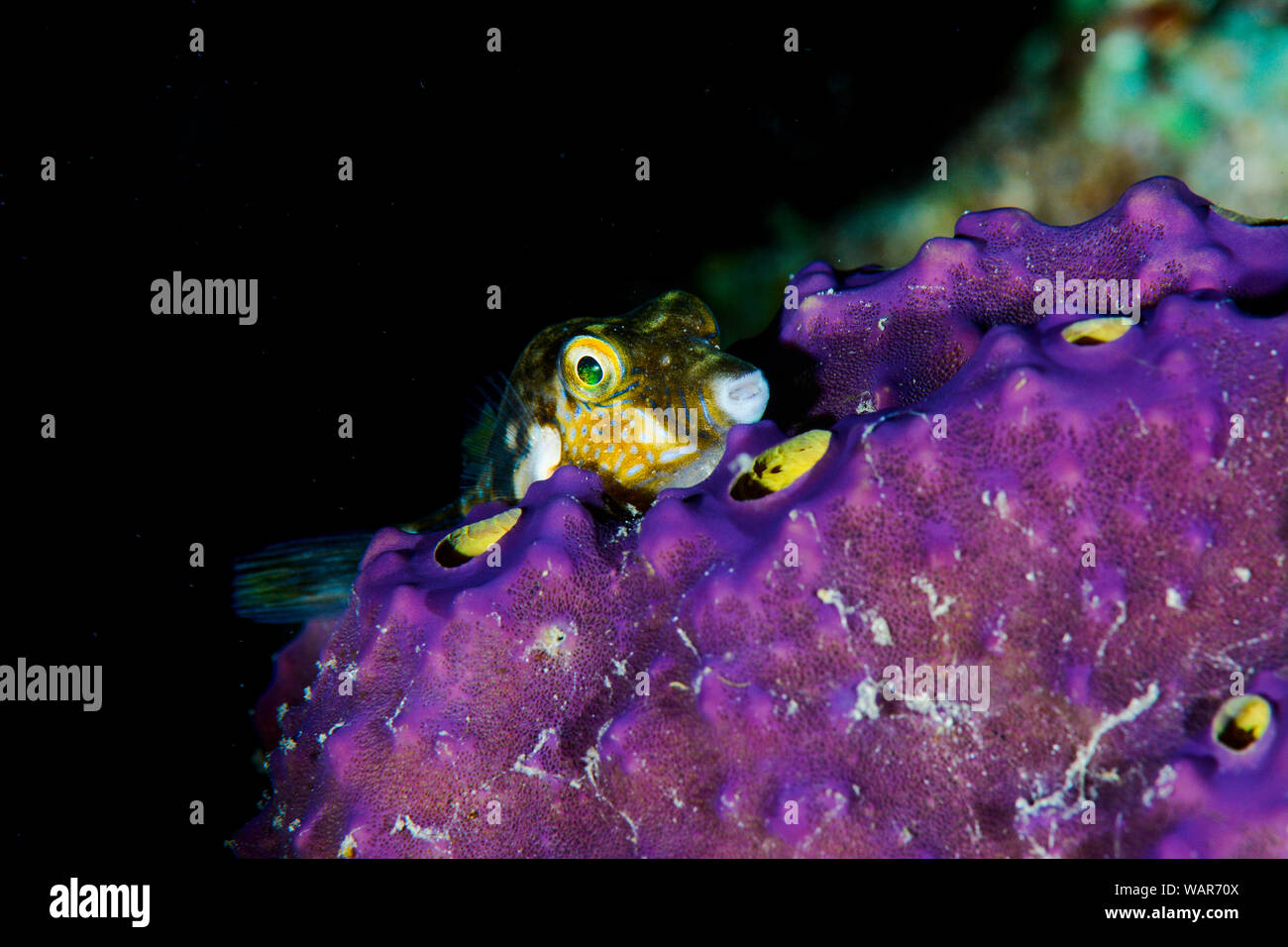 Kugelfische in einem Lilafarbenen schwamm liegen Stockfoto