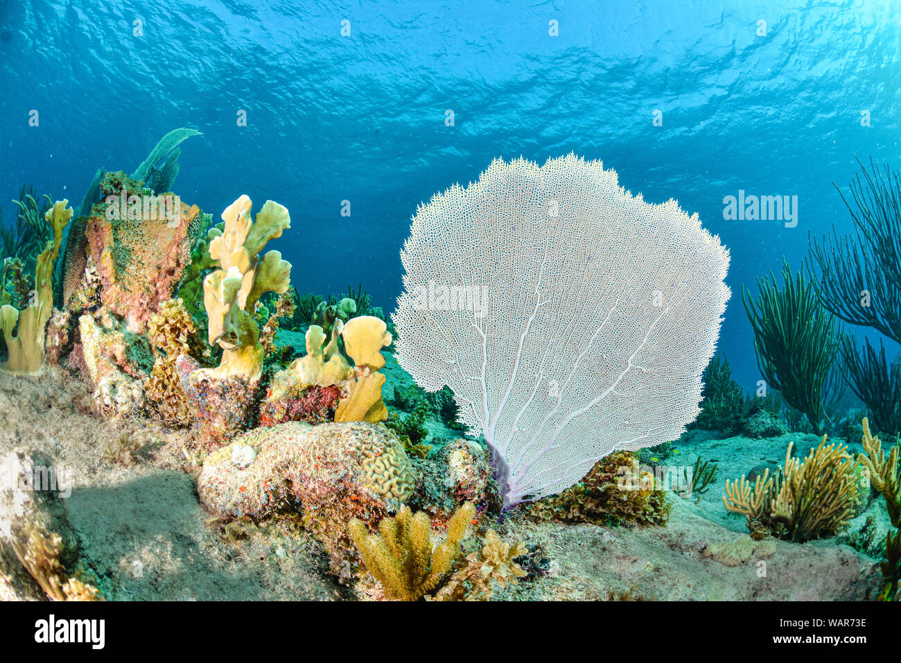 Lila Meer Ventilator und bunten Korallenriff Stockfoto