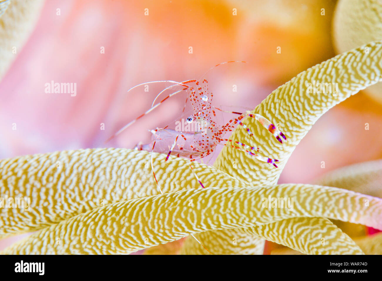 Rote Anemone shrimp Stockfoto