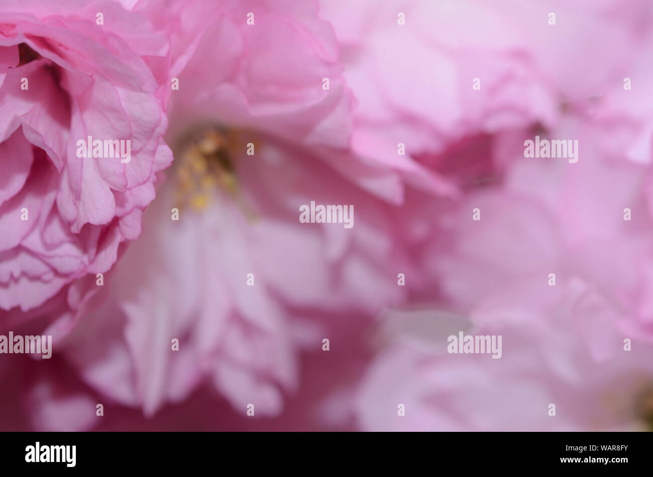 LOVELY PINK die Saison Frühjahr ist bei uns als Botanische Gärten in