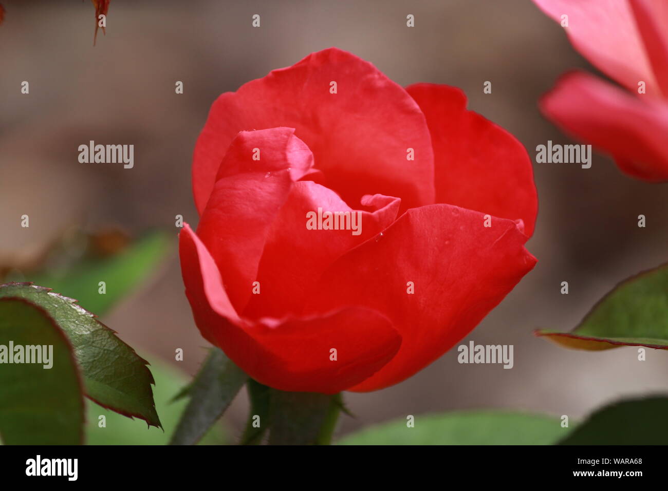 Nahaufnahme von roten Strauch Rose' All that Jazz' Stockfoto