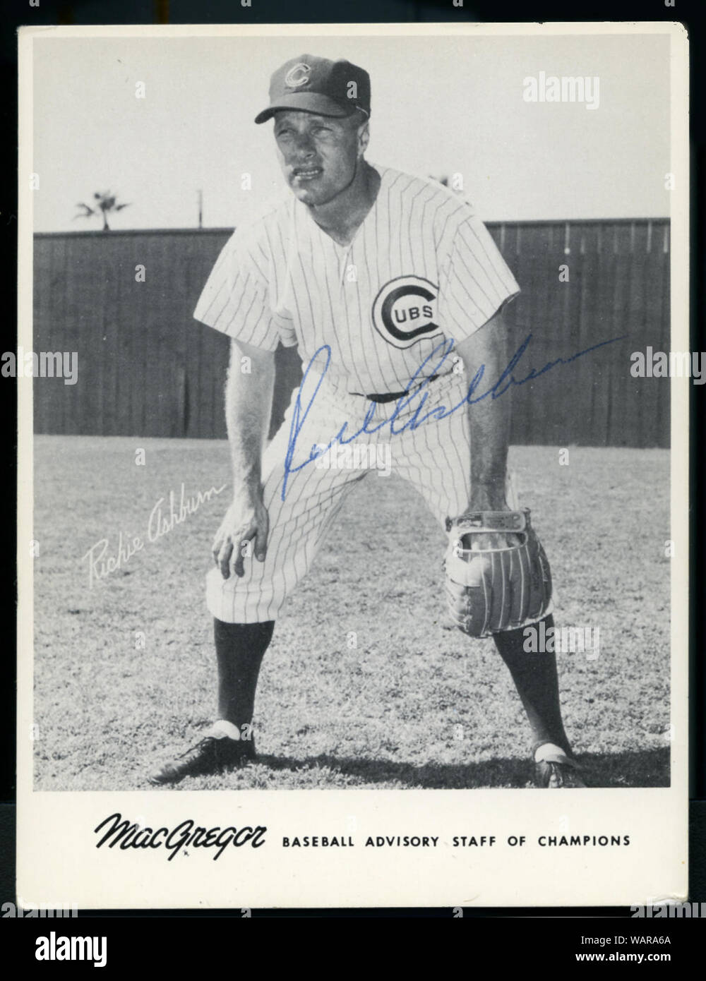 Handsignierte vintage Foto von Hall of Fame Baseball player Richie Ashburn mit den Chicago Cubs um 1960 s Stockfoto