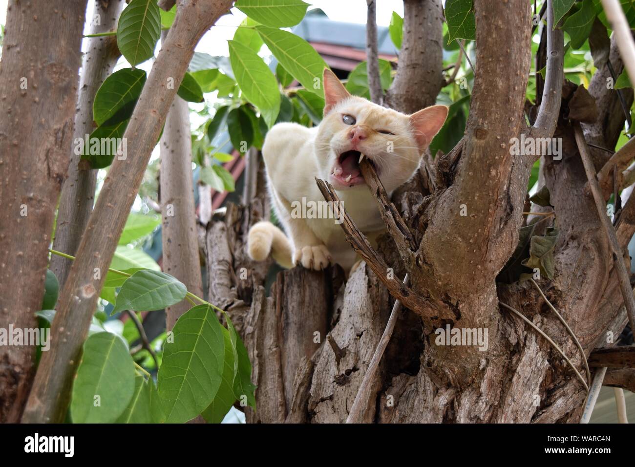 Gesicht sehr lustig von Creme Tabby auf einem Baum beißt Zweig, Cat strabismus Stockfoto