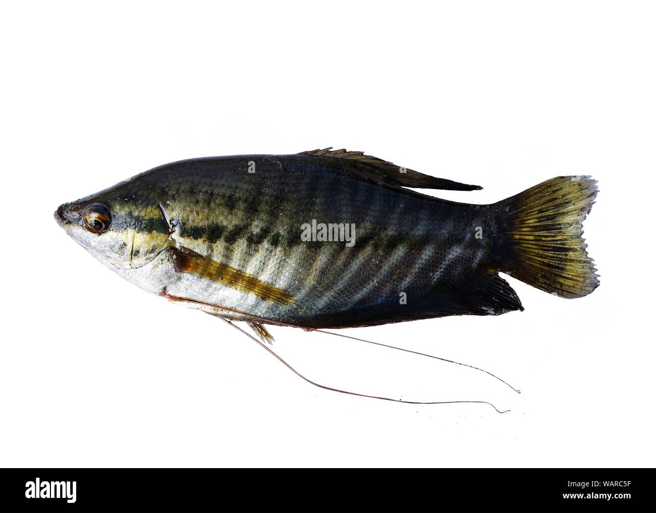 Snakeskin gurami Fisch auf weißem Hintergrund, wichtige aquacultured Süßwasser-Arten in Thailand Stockfoto