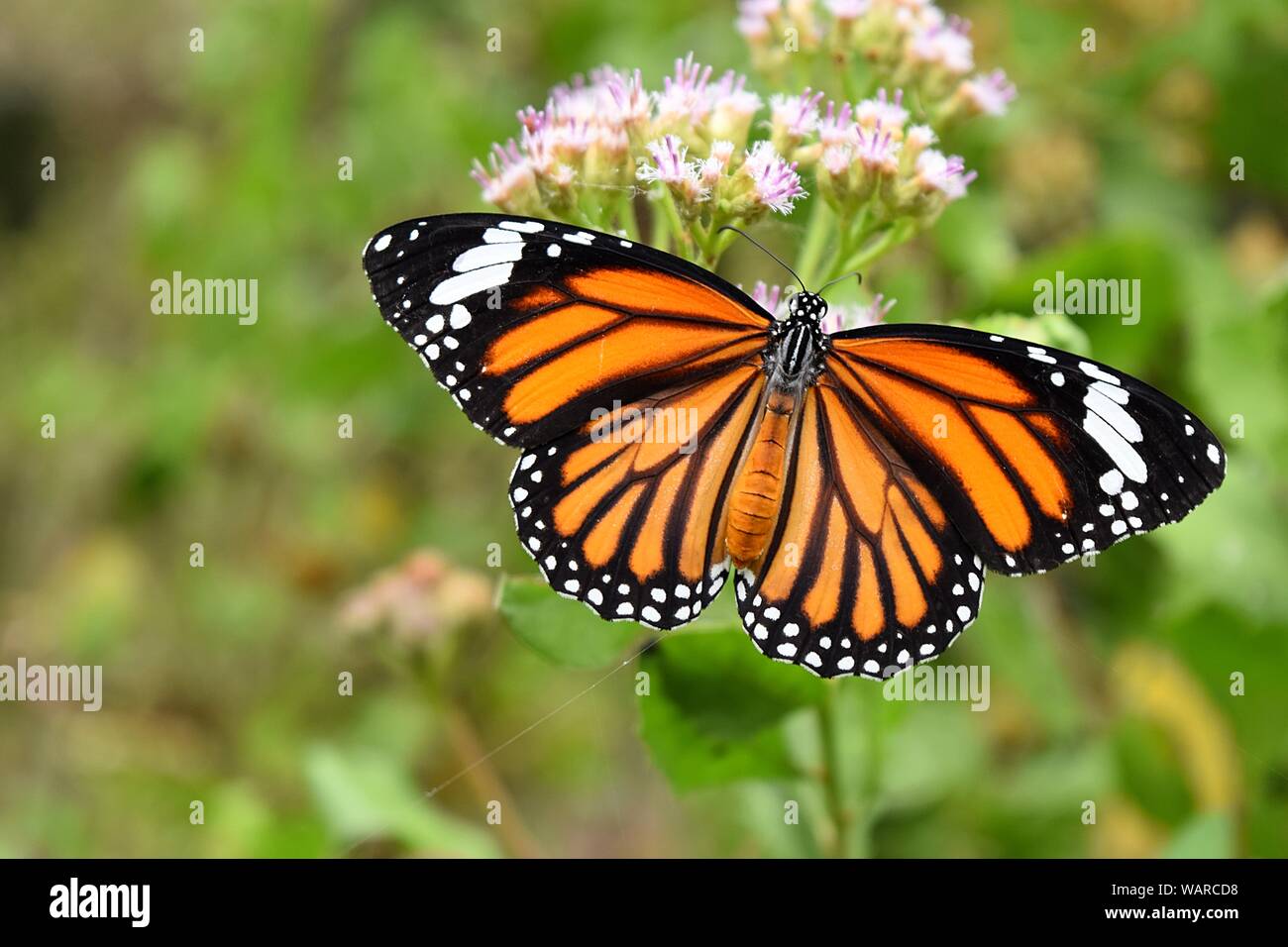 Orange mit weißer und schwarzer Farbe Muster auf Flügel der gemeinsamen Tiger Butterfly, Monarch butterfly auf der Suche nach Nektar von Blüte mit natürlichen, grünen Hintergrund Stockfoto