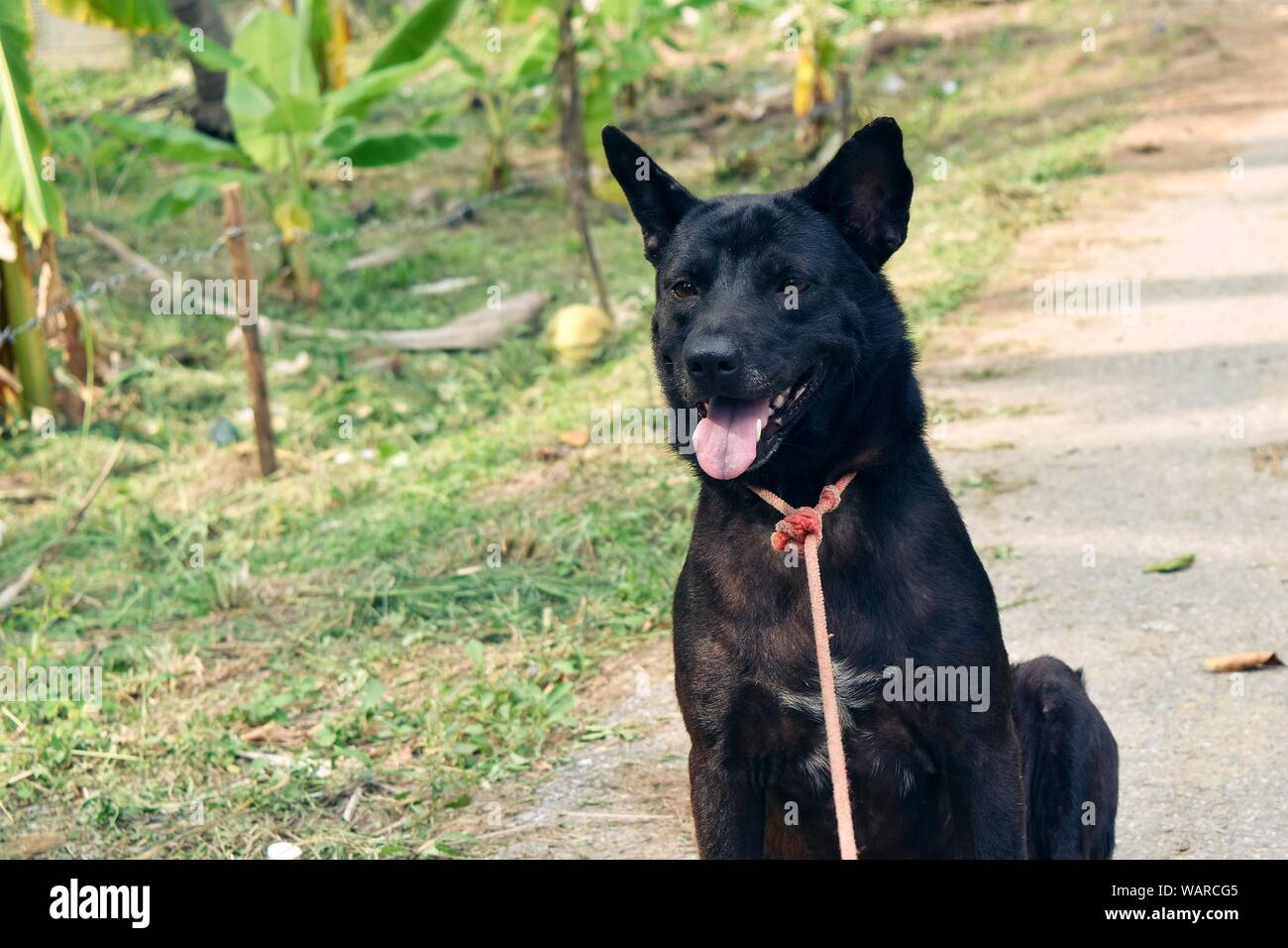 Die Schwarze kurzhaarigen Hund sitzen und offenen Mund bei heißem Wetter, rostigen Stahl Augen, rosa Zunge, Pet mit dem roten Kabel am Hals Stockfoto
