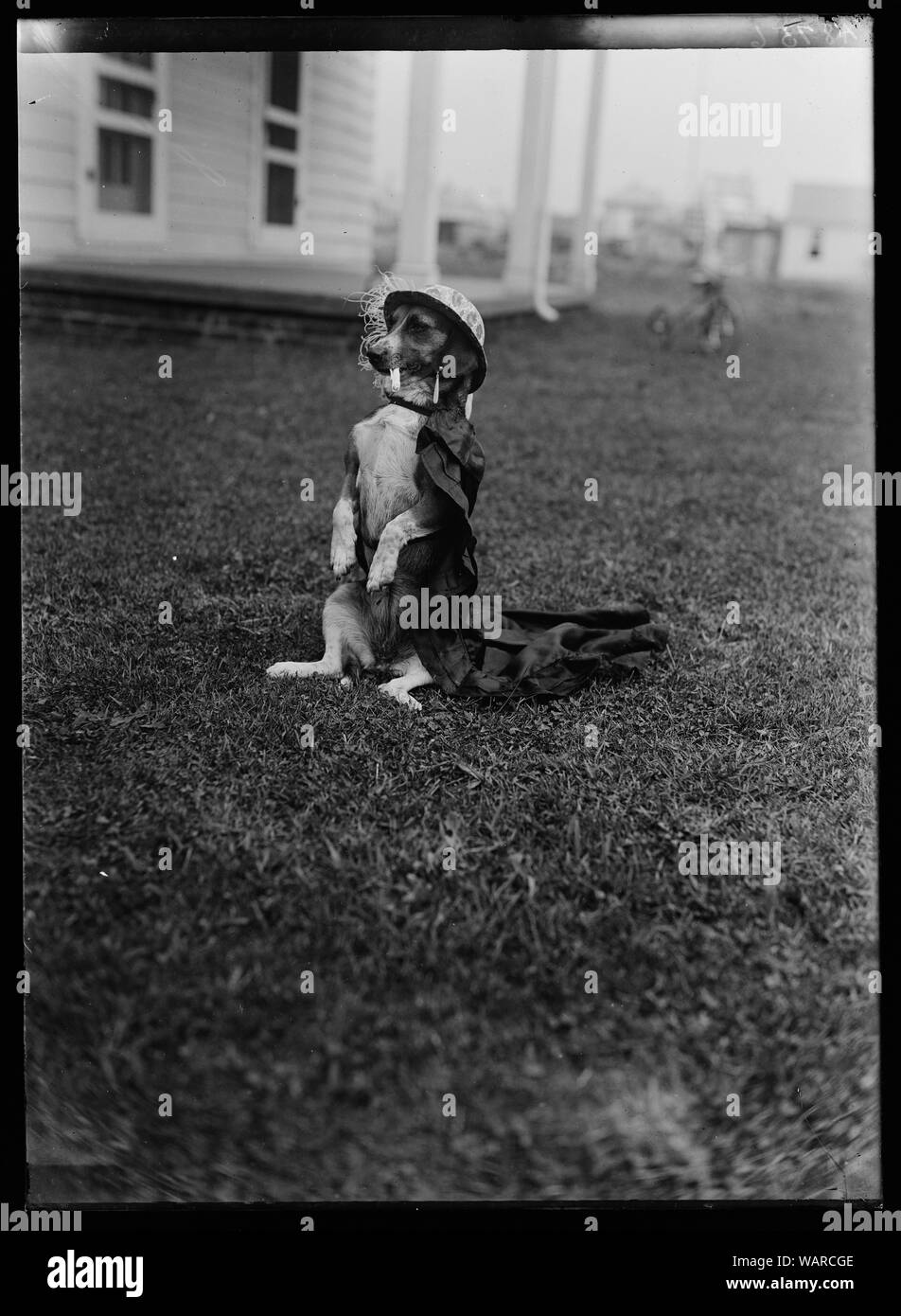 Hund gekleidet in der Kleidung Stockfoto