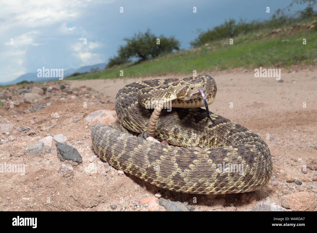 Mohave (Mojave) Klapperschlange (Crotalus scutulatus), südöstlichen Arizona Stockfoto