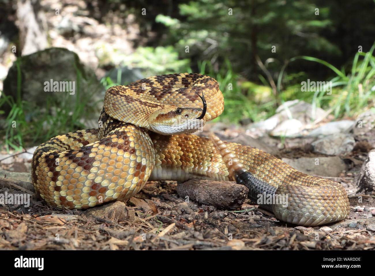 Northern Blacktail Klapperschlange (Crotalus molossus molossus) auf Trail in Ramsey Canyon, Arizona Stockfoto