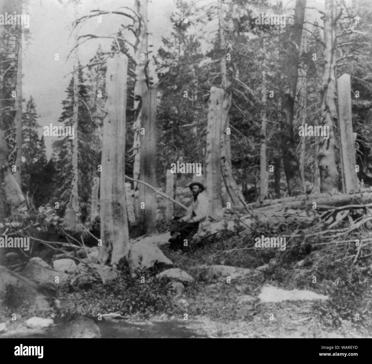 Stümpfe der Bäume durch die Donner Party im Gipfel Tal, Placer County Graukanal albumen Print, halb Stereograph. Stockfoto