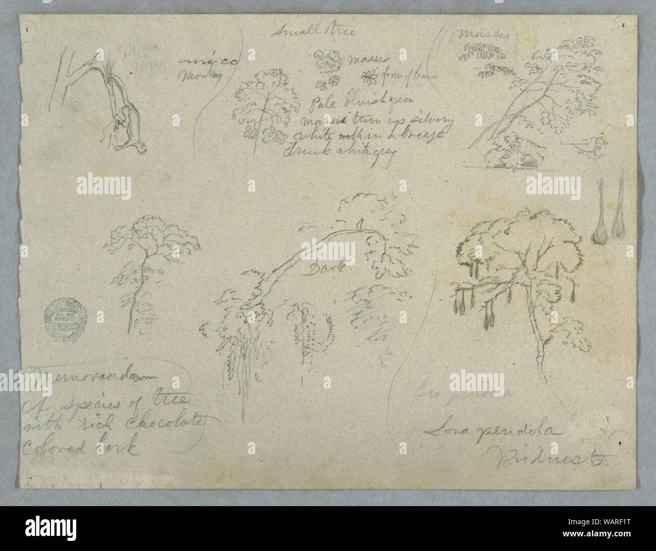 Zeichnung, Fünf botanische Studien mit einem hängenden Affe, wahrscheinlich Kolumbien, 1853 Stockfoto