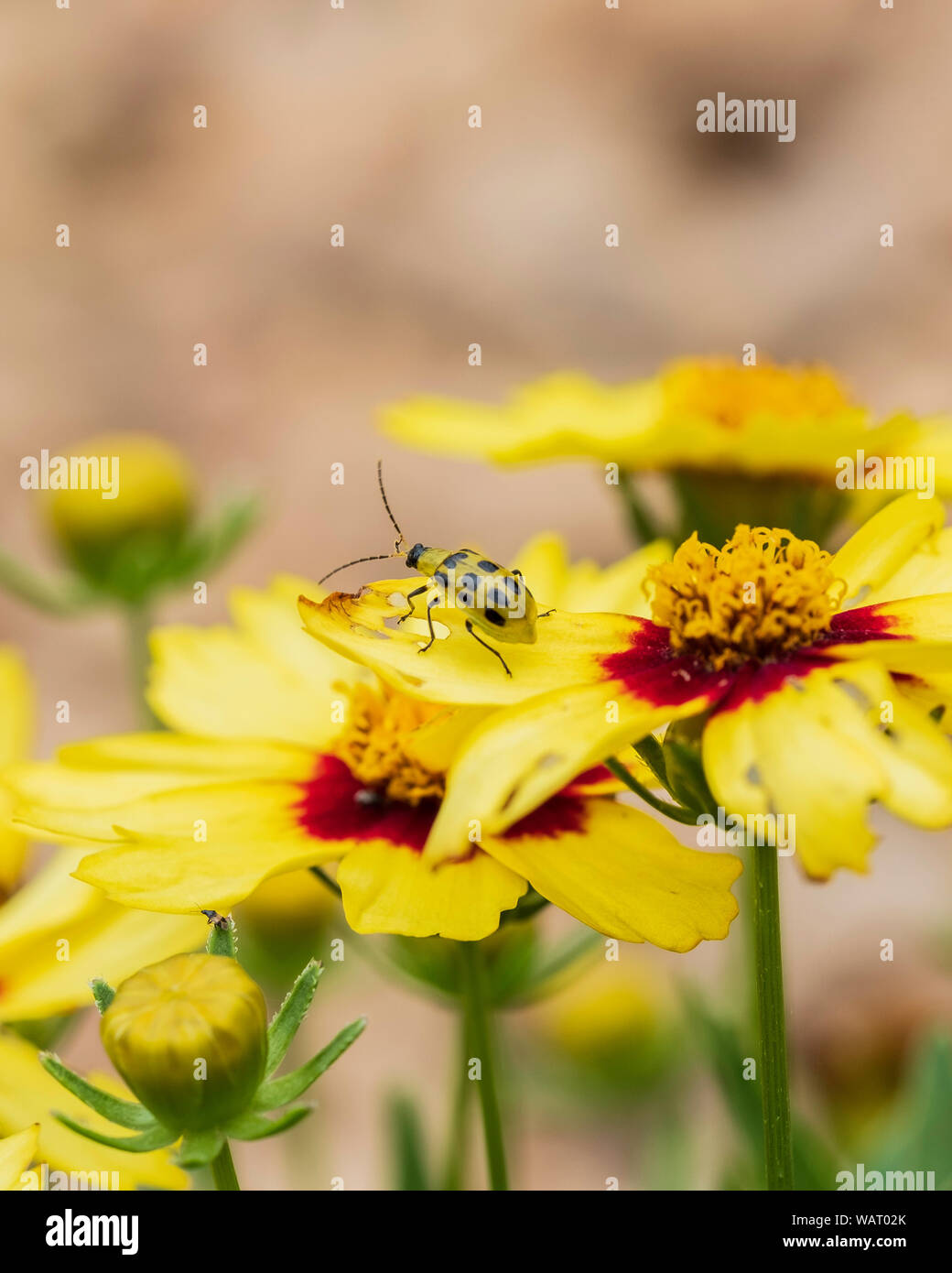 Eine Gurke Käfer, Diabrotica undecimpunctata, isst auf gelb Coreopsis grandiflora Blumen in Kansas, USA. Stockfoto