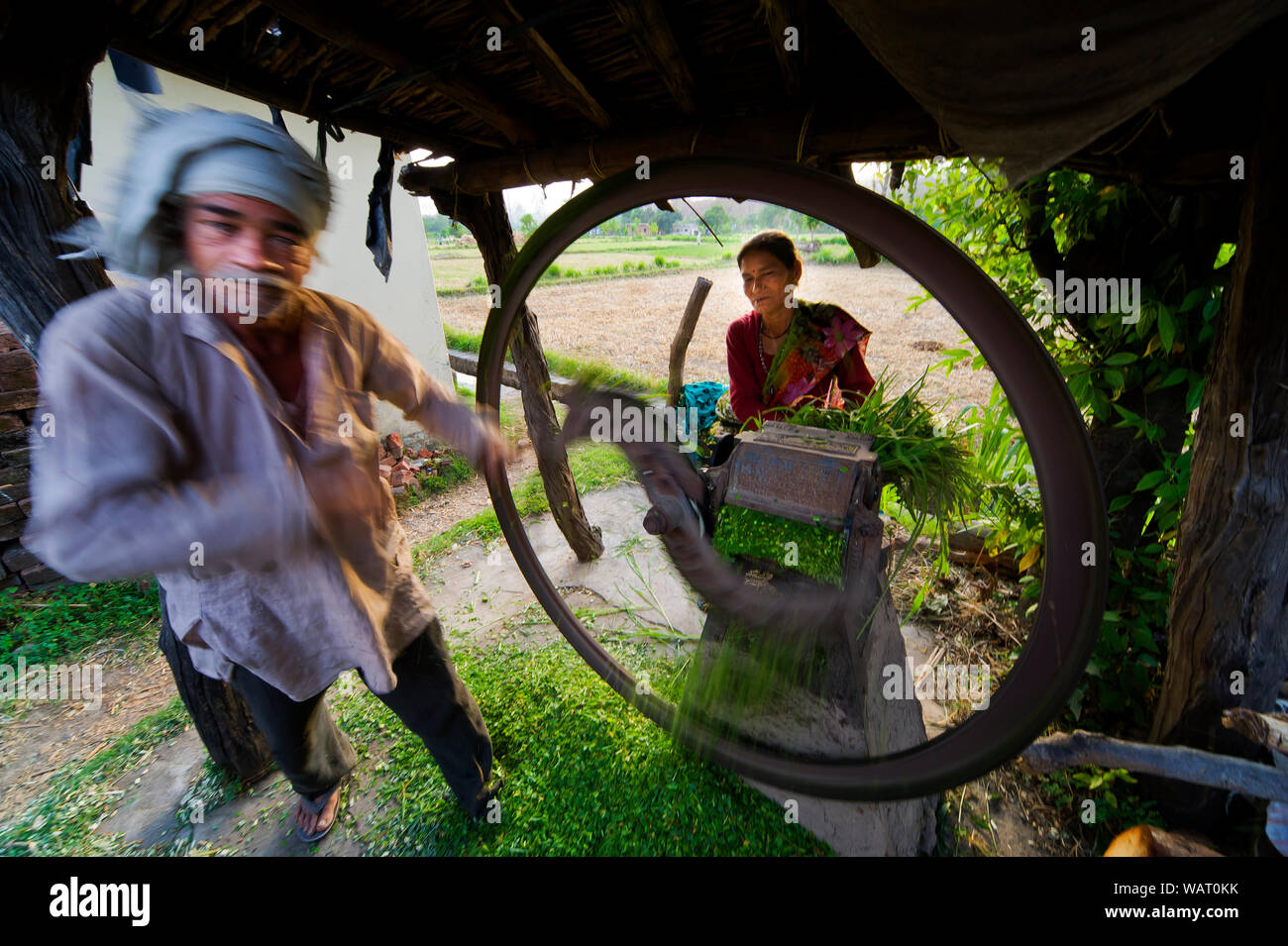 Inder schneiden Futter für Vieh Chotty Büchel, Kaladhungi, Uttarakhand, Indien Stockfoto