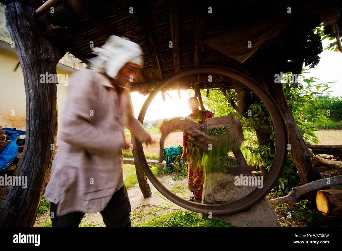 Inder schneiden Futter für Vieh Chotty Büchel, Kaladhungi, Uttarakhand, Indien Stockfoto
