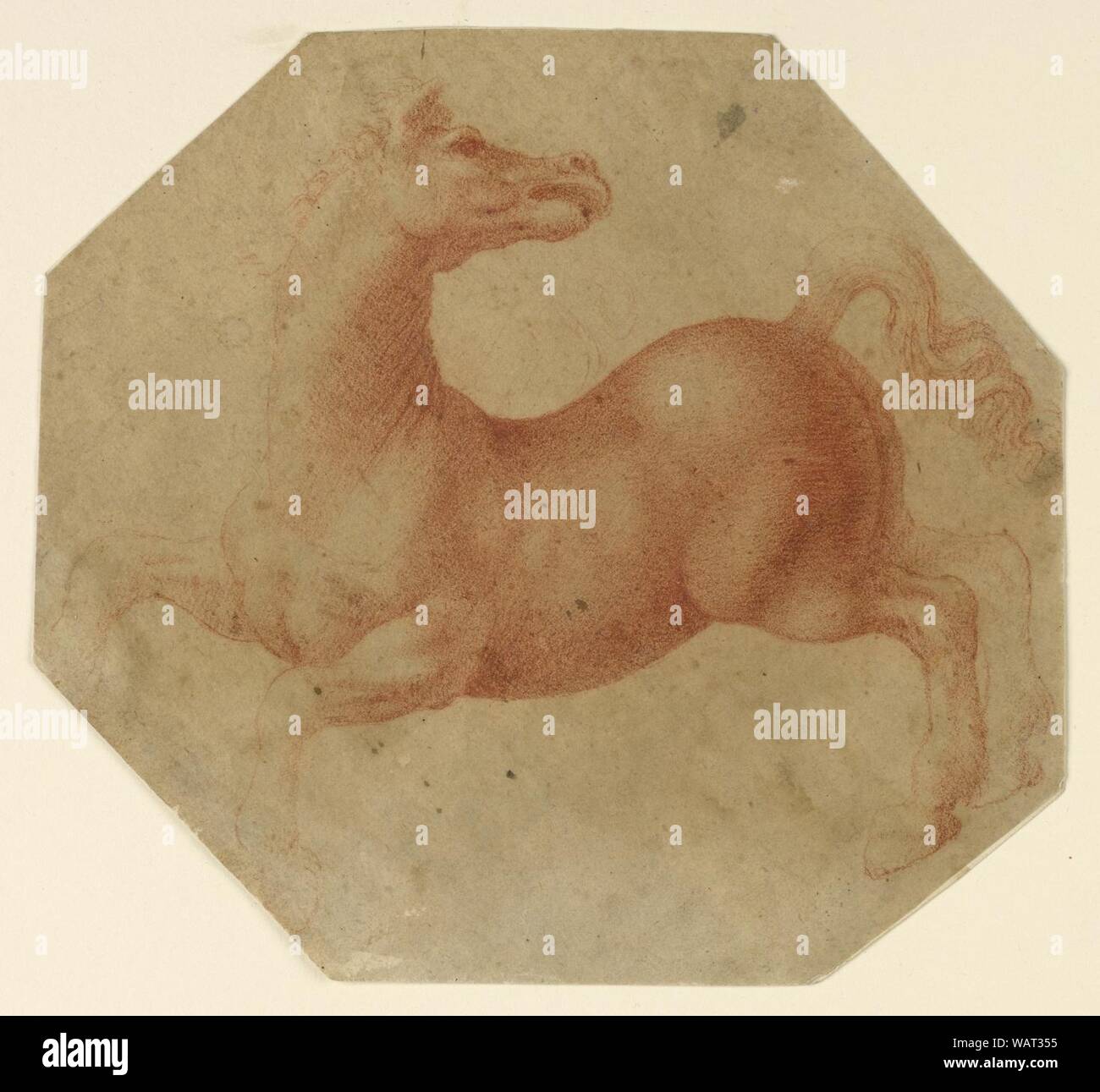 Zeichnung, Studie einer Aufzucht Pferd nach Leonardo da Vinci, Ca. 1520 - 25. Stockfoto