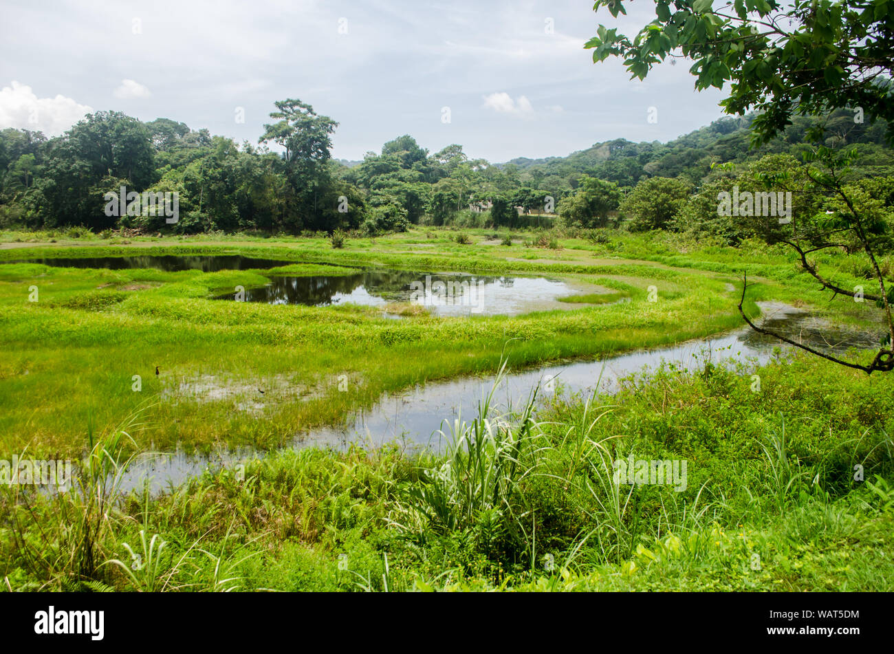 Die Ammo Dump Teiche in Gamboa, ein ausgezeichneter Ort zur Vogelbeobachtung in der Nähe von Panama Canal, Panama City Stockfoto