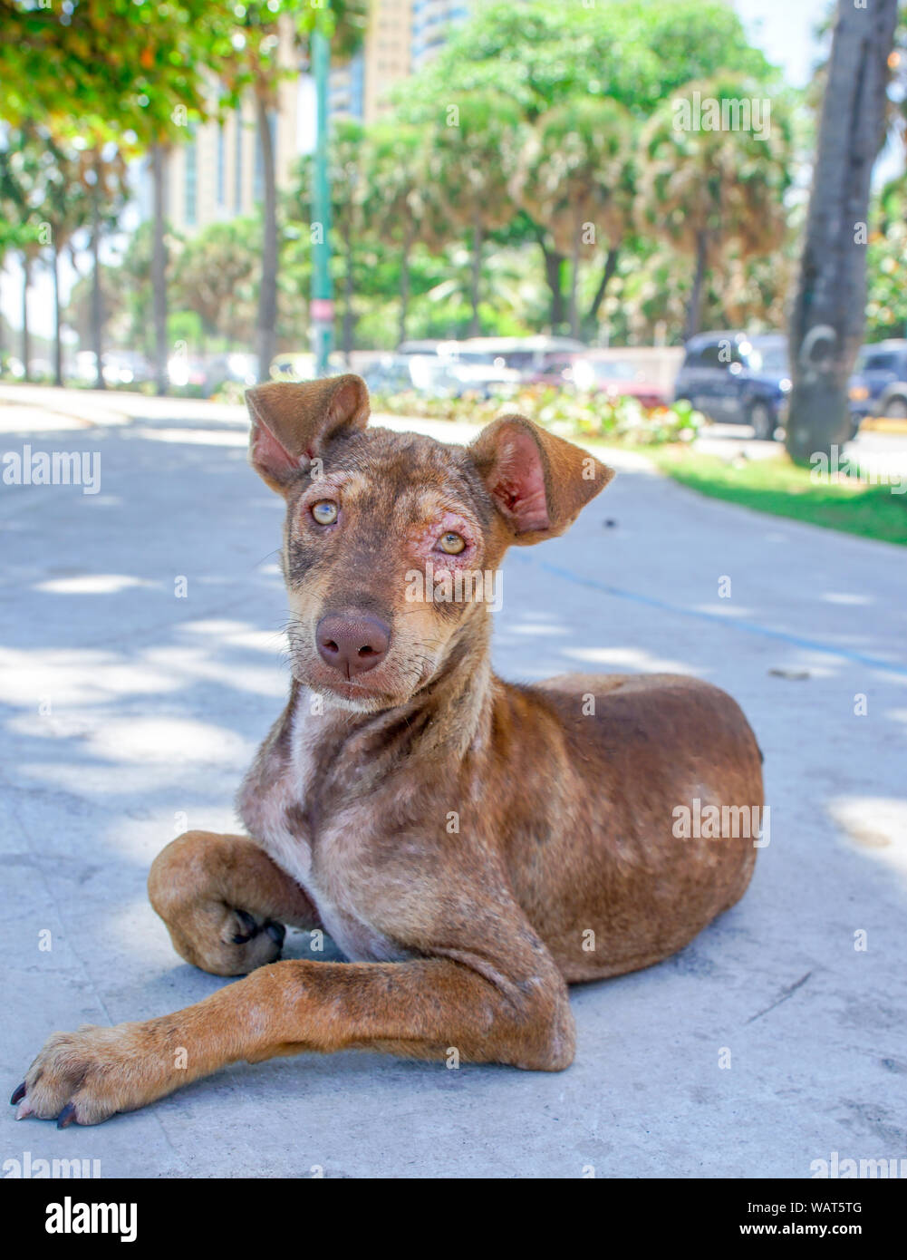 Ein streunender Hund in Santo Domingo, Dominikanische Republik. Stockfoto