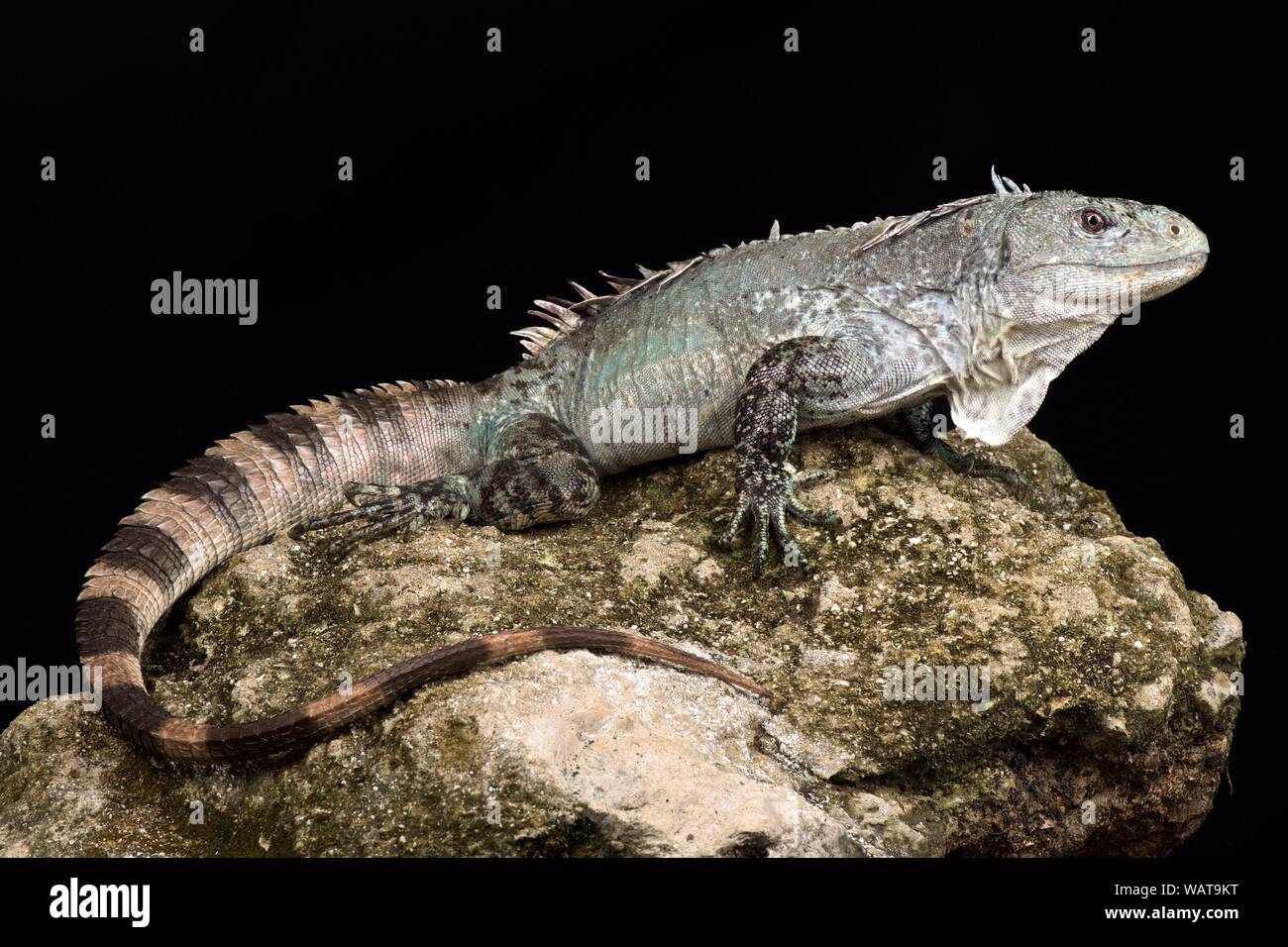 Utila iguana (Ctenosaura bakeri) Stockfoto