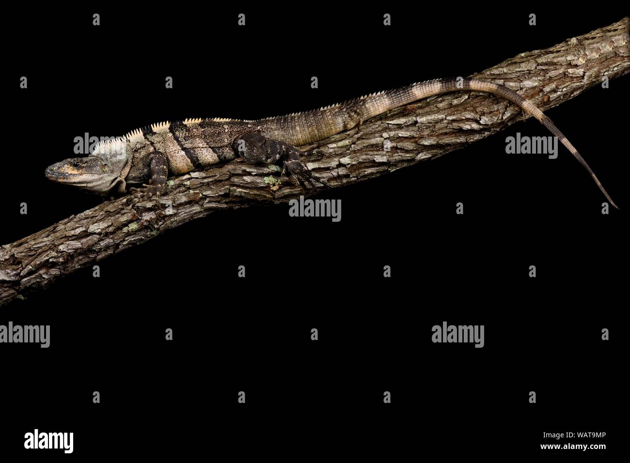 Schwarzen stacheligen-tailed Leguan (Ctenosaura Similis) Stockfoto