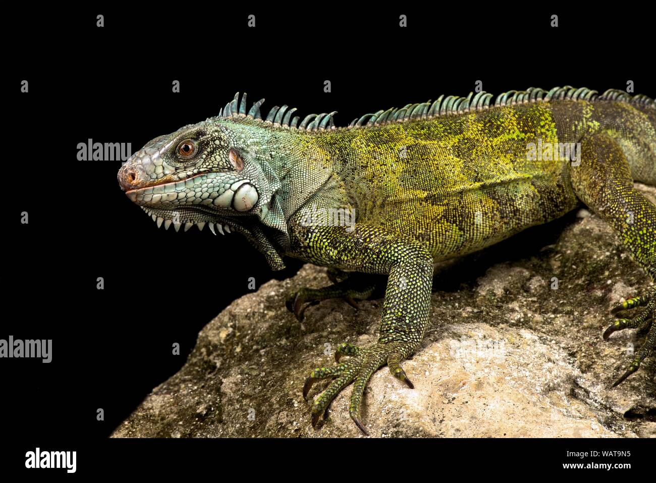 Grüner Leguan (Iguana iguana ssp.) Stockfoto