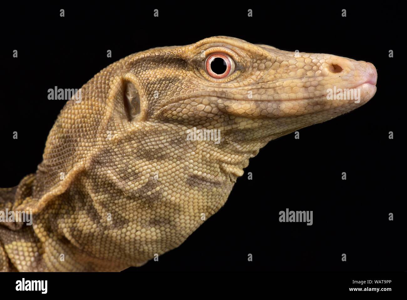 Albino Wasser Monitor (Varanus Salvator) Stockfoto