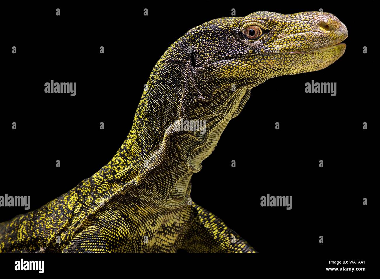 Krokodil Monitor (Varanus salvadorii) Stockfoto