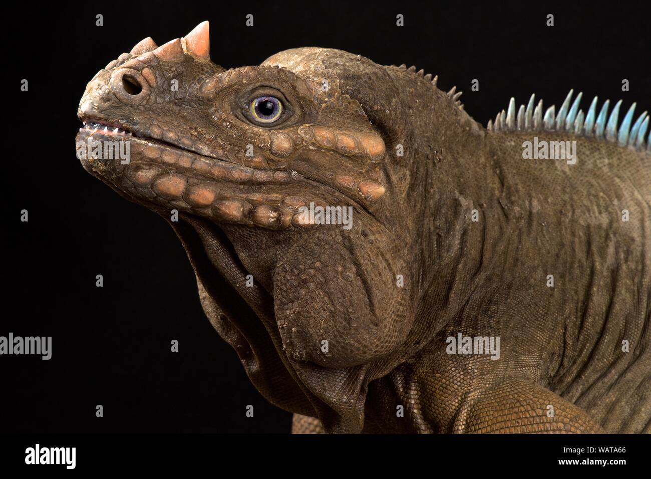 Hispaniolan Rhinoceros Iguana (Cyclura cornuta cornuta) Stockfoto
