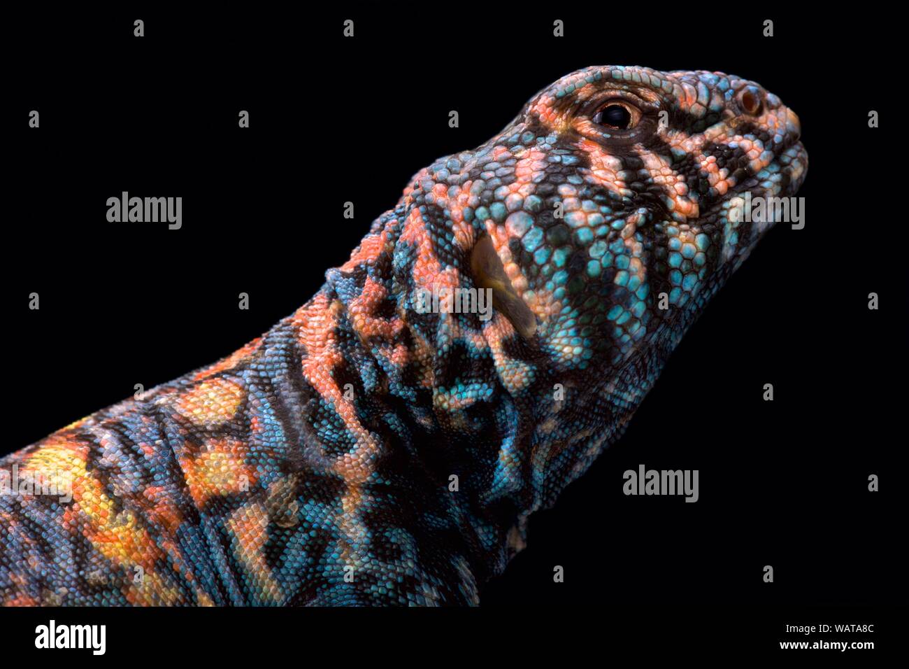 Reich verzierte Stacheligen-tailed Lizard (Uromastyx ornata Ornata) Stockfoto
