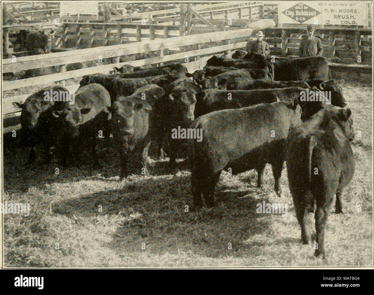 Der upremacy der Aberdeen-Angus rind ; Ergebnisse der führenden Fett lieferbar zeigt während des vergangenen Jahrzehnts in Großbritannien und Amerika" (1910) Stockfoto