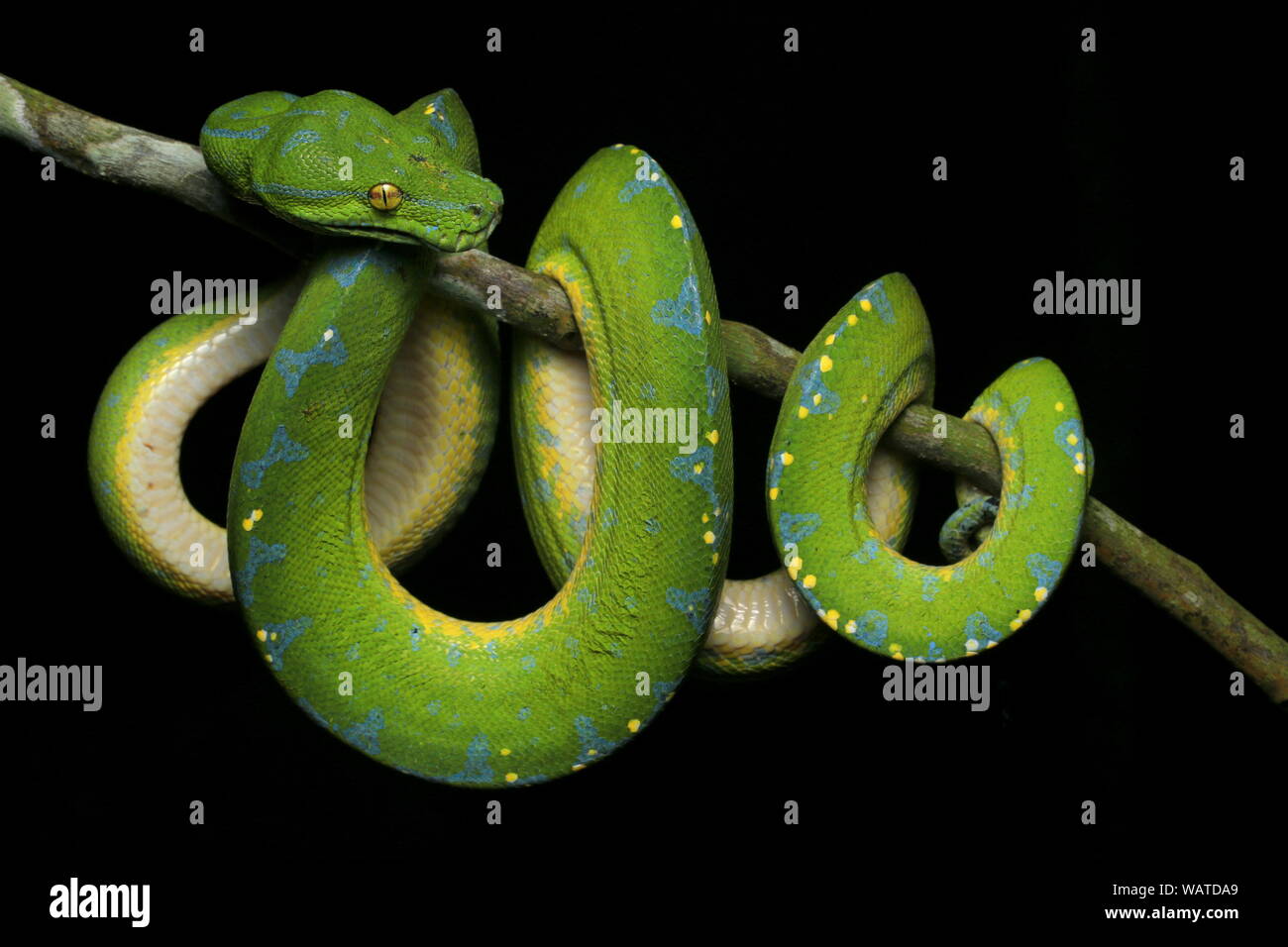 Green Tree Python, Chondropython viridis Stockfoto