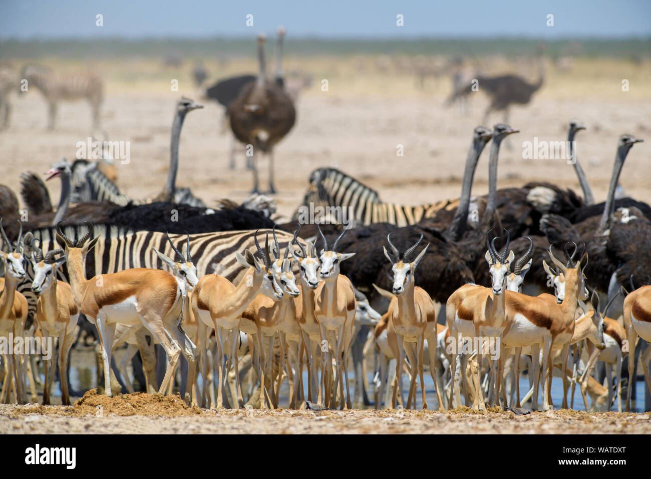 Etosha National Park salt Pan - Seltene einzigartige Umgebung mit Salz Sand Ebenen, Namibia, West Afrika. Stockfoto