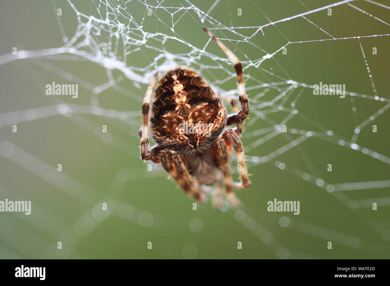 Spinnweben Stockfoto