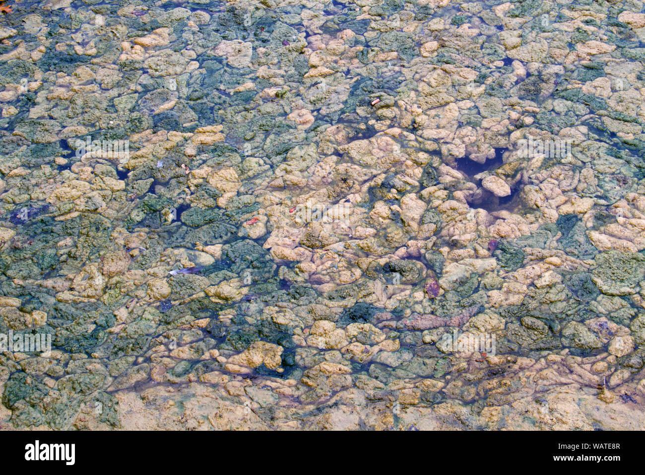 Dichten Decke von faulenden Algen auf einem Teich Stockfoto