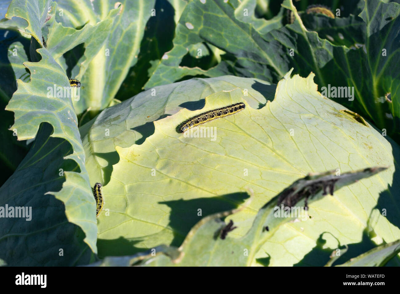 Kohl Schädlingsbekämpfung Raupen essen Kohlblätter. Raupen aus der Großen whit Schmetterling Stockfoto