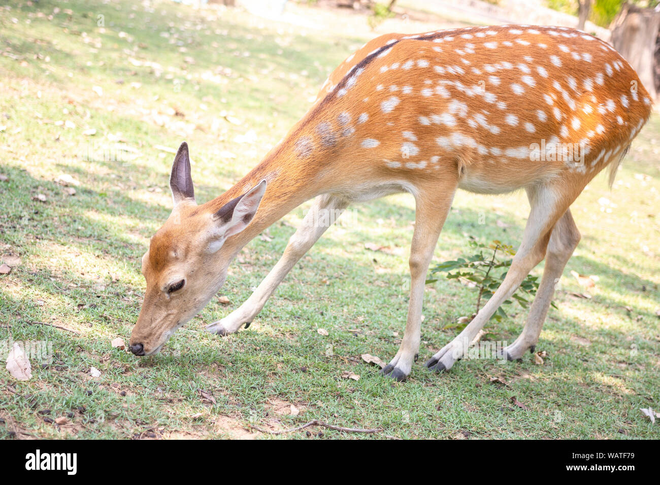 Sika oder gefleckt Damwild auf einer Wiese. Stockfoto