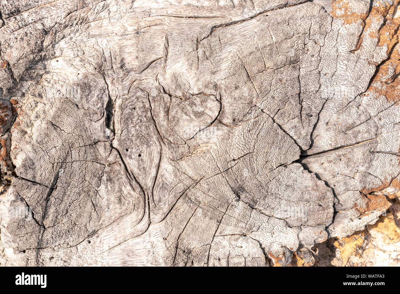 Close up knacken Holz alte Hintergrund und die Textur von baumstumpf. Stockfoto