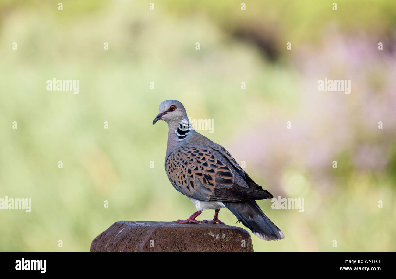 Eine wilde Taube auf einem Topf Stockfoto