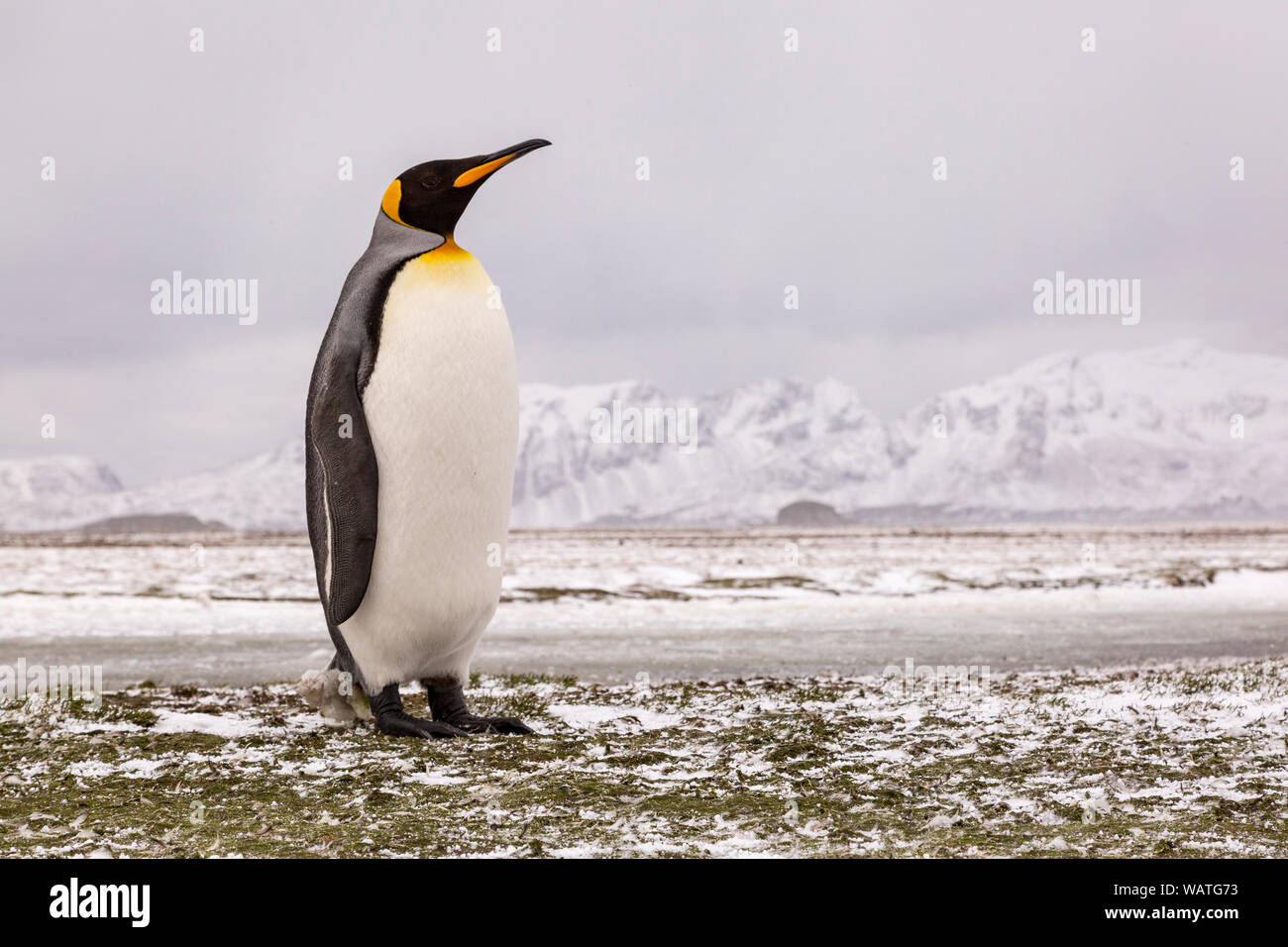 Königspinguin im Schnee, Salisbury Plain, Südgeorgien, Antarktis Stockfoto