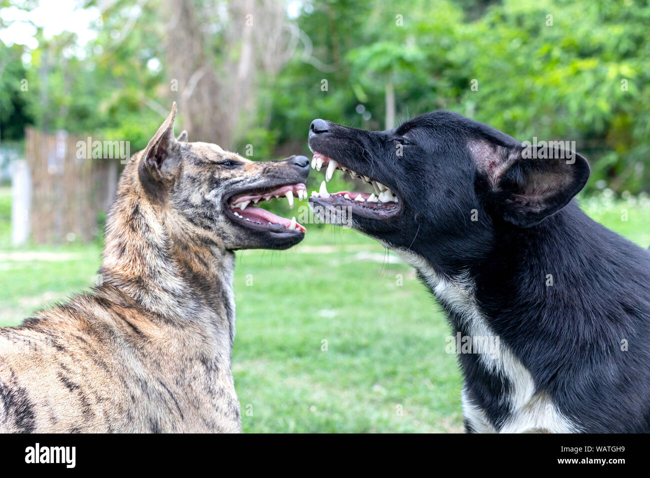 Zwei Hunde kämpfen und Spielen. Ein Hund beißt ein Hund. Stockfoto