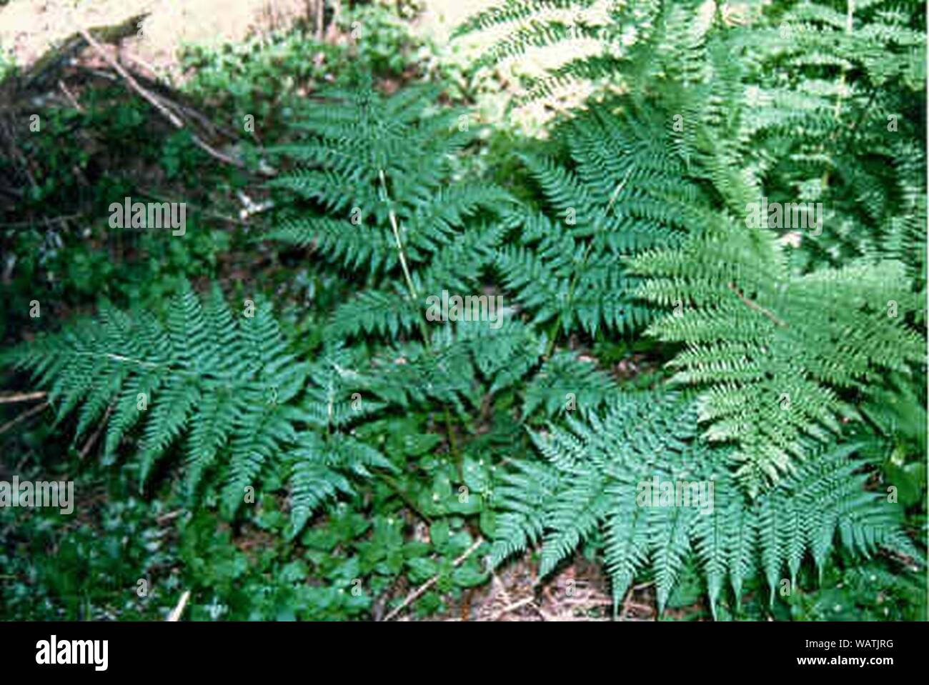 Dryopteris expansa. Stockfoto