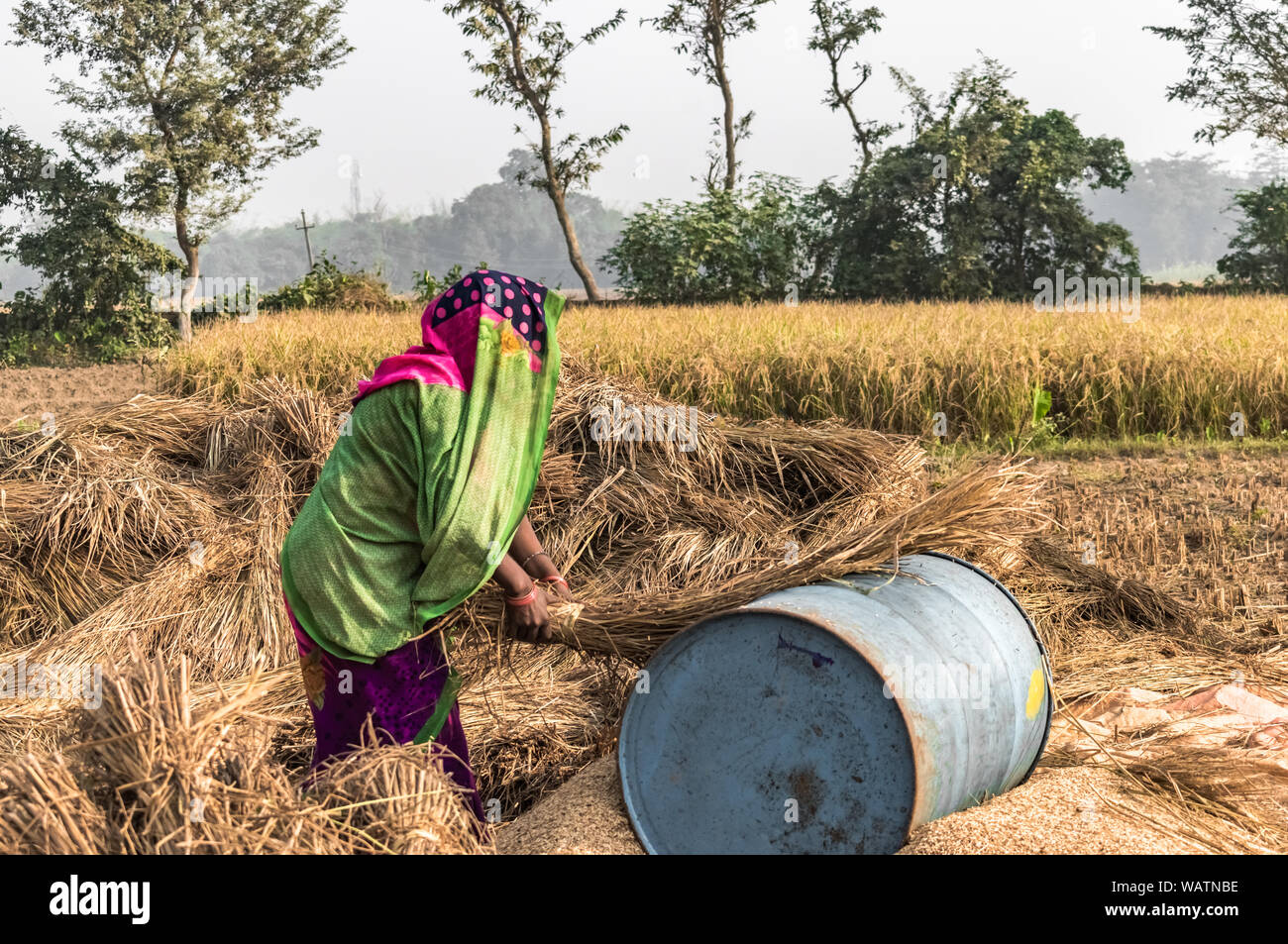 Indische Frau Bauer Arbeitet Hart Auf Feldern An Einem Sonnigen Tag Von Der Erntezeit Trennt Weizen Aus Der Schale Der Von Dreschen Traditionelle Trennung Methode Stockfotografie Alamy