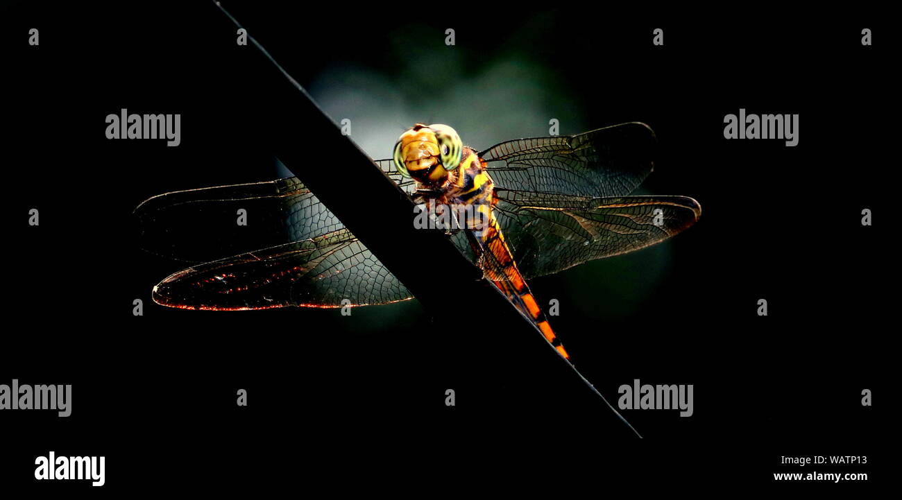 Das Bild eines variieren Dragonfly schön. Stockfoto