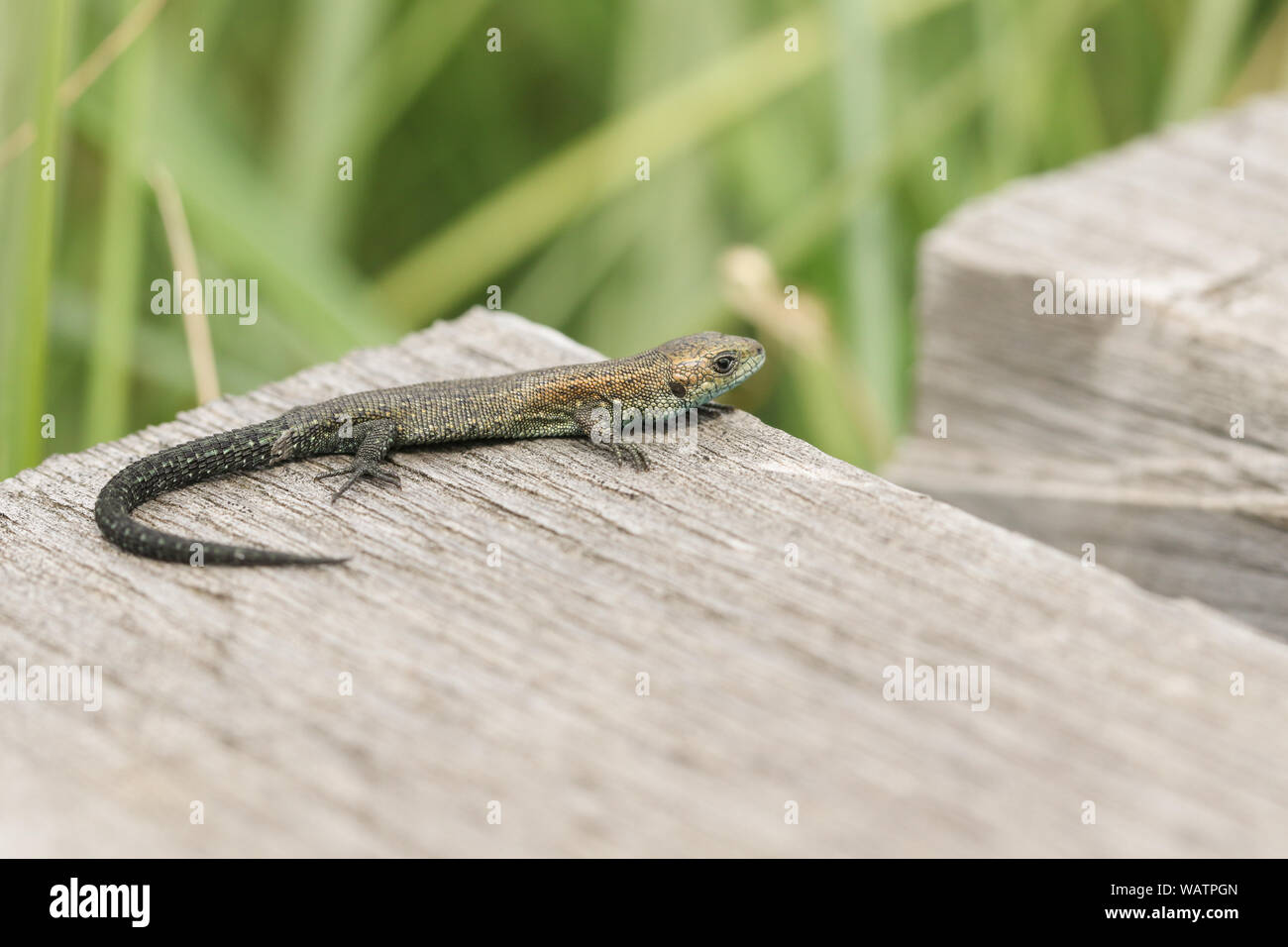 Ein winziges Baby gemeinsame Eidechse, Zootoca vivipara, Jagd auf einen Holzsteg. Stockfoto